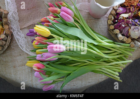 Ein armvoll frisch Tulpen, geschnitten, auf einem Hintergrund von sackleinen und Spitze. Stockfoto