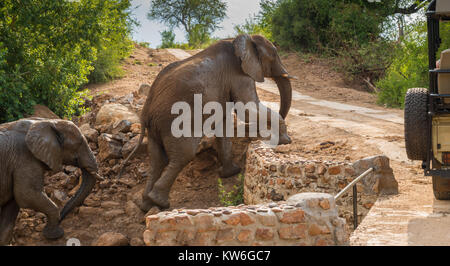 Im Madikwe Game Reserve in Südafrika, ein Elefant und ihr Baby Aufstieg auf einem Hügel neben einer Brücke und sind bereit, eine Straße vor einem sfar zu überqueren Stockfoto