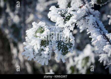 Dicke Schicht Raureif auf Hecke im Winter 2010 Stockfoto