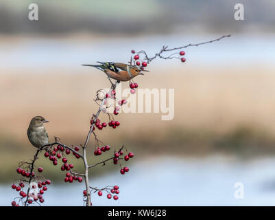 Männliche und weibliche Buchfink, Fringilla coelebs, auf einem weißdorn-Zweig mit Beeren, in Lochwinnoch RSPB Reservat, Schottland, Großbritannien. Stockfoto