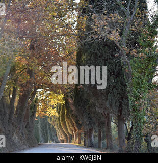 Country Road in der Toskana Stockfoto