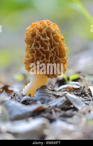 Gelbe Morel zwischen Laub Stockfoto