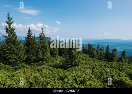 Tanne Wald vor dem Hintergrund der Berge (Ukraine, Karpaten, Dragobrat) Stockfoto