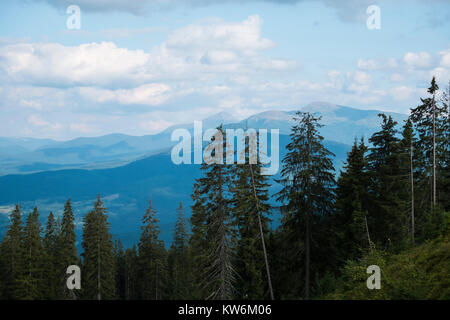 Sehr hohe Tannen vor der Kulisse der Gipfel der Karpaten (Ukraine, Karpaten, Dragobrat) Stockfoto