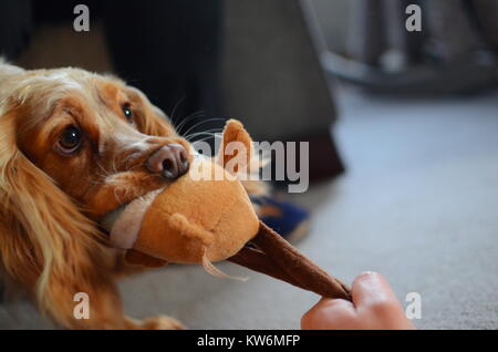 Junge verspielte Cocker Spaniel in Spaß, Schlepper mit Ihrem Liebling neues Spielzeug... Stockfoto