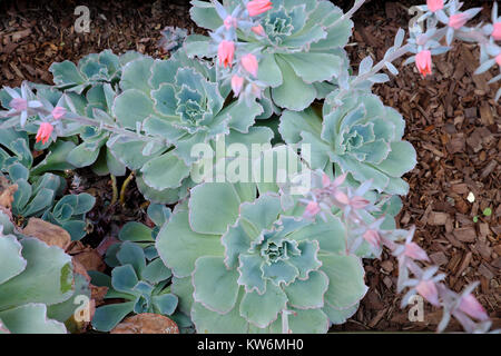 Echeveria Curly Locks Dürre resistent Grau leaved Pflanze in Blüte mit rosa Blüten wachsen in einem Garten Los Angeles, La California USA KATHY DEWITT Stockfoto