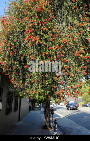 Rote Blumen blühen auf Eukalyptus Gum Baum auf Straße im Herbst in der Nähe von Silver Lake Los Angeles, Kalifornien, USA KATHY DEWITT Stockfoto