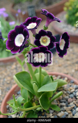 Primel Primula aurikel (Hazel) auf der Anzeige in der Alpinen Gewächshaus, an RHS Garden Harlow Carr, Harrogate, Yorkshire. UK. Stockfoto