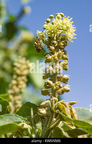 Honig Biene nachahmen oder Band-eyed Drohne fliegen (Eristalinus Taeniops) ernähren sich von Nektar von einer Blume, Nairobi, Kenia, Ostafrika Stockfoto