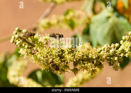 Honig Biene nachahmen oder Band-eyed Drohne fliegen (Eristalinus Taeniops) ernähren sich von Nektar von einer Blume, Nairobi, Kenia, Ostafrika Stockfoto