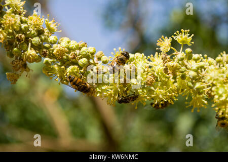 Honig Biene nachahmen oder Band-eyed Drohne fliegen (Eristalinus Taeniops) ernähren sich von Nektar von einer Blume, Nairobi, Kenia, Ostafrika Stockfoto