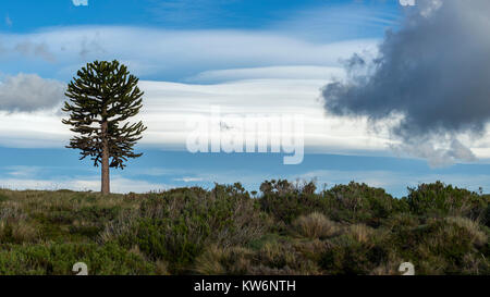 Araukarien en la Araucania/arbol Araucania/Araucaria Baum Stockfoto