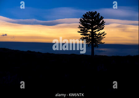 Araukarien en la Araucania/arbol Araucania/Araucaria Baum Stockfoto