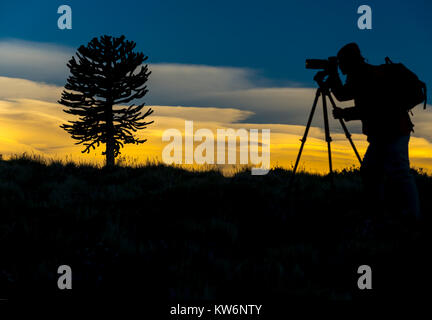 Fotograf in Araukarien/arbol Araucania/Araucaria Baum Stockfoto