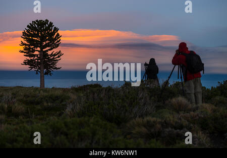 Araukarien en la Araucania/arbol Araucania/Araucaria Baum Stockfoto