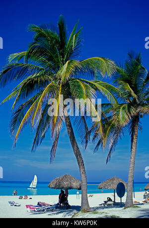 Palmen von Cayo Coco Beach, Kuba Stockfoto