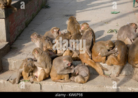 Rhesus Makaken (Macaca mulatta) Affen pflegen sich gegenseitig bei Swayambhunath Tempel, Kathmandu, Nepal Stockfoto
