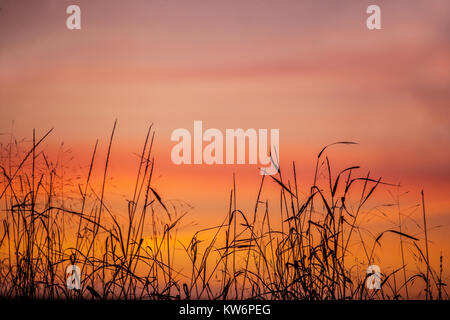 Sonnenuntergang Himmel Gras Hintergrund, Tschechische Republik Stockfoto