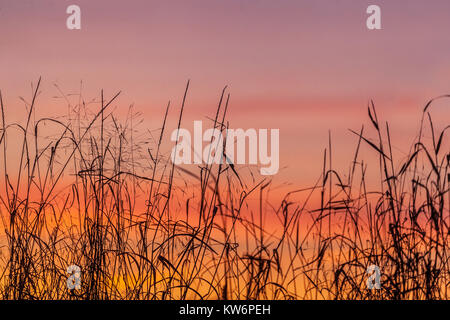 Sonnenuntergang Himmel Gras Hintergrund Sonnenuntergang, Gräser, Dämmerung, Sonnenuntergang, Rot, Sonnenuntergang Gras, Sonnenuntergang Himmel Gras, Sonnenuntergang Himmel Hintergrund, Hintergrund Sonnenuntergang Stockfoto