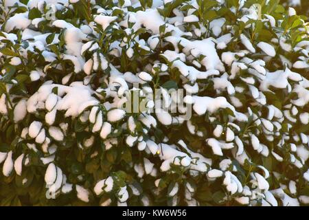 Frischer Schnee liegt auf einem immergrünen Strauch close-up Stockfoto