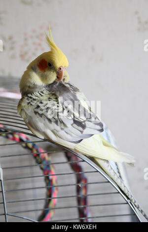 Nymphensittich - Nymphicus hollandicus reinigt Federn close-up Stockfoto