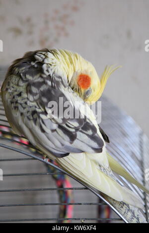 Nymphensittich - Nymphicus hollandicus reinigt Federn close-up Stockfoto