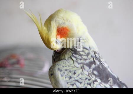 Nymphensittich - Nymphicus hollandicus reinigt Federn close-up Stockfoto