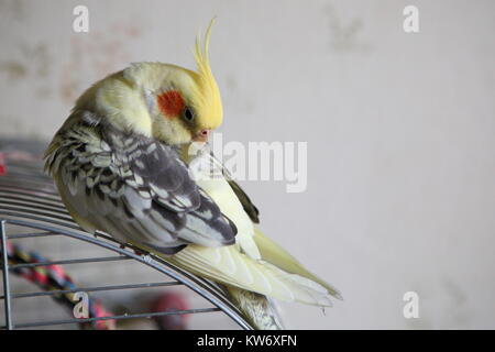 Nymphensittich - Nymphicus hollandicus reinigt Federn close-up Stockfoto