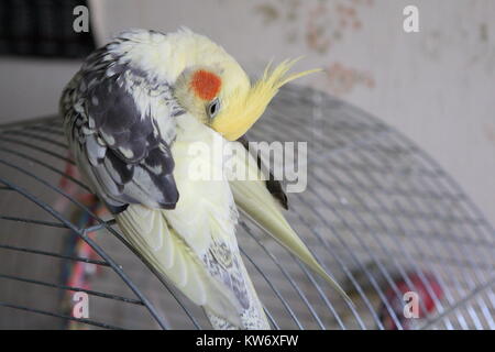 Nymphensittich - Nymphicus hollandicus reinigt Federn close-up Stockfoto