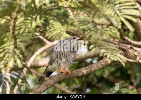 Lizard Bussard Kaupifalco monogrammicus nach thront in Baum in Gambia Stockfoto