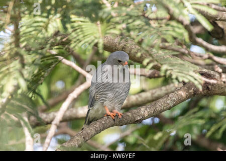 Lizard Bussard Kaupifalco monogrammicus nach thront in Baum in Gambia Stockfoto