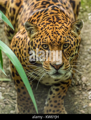 Jaguar Panthera onca Stockfoto