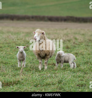 Schafe mit Zwillingslämmern Stockfoto