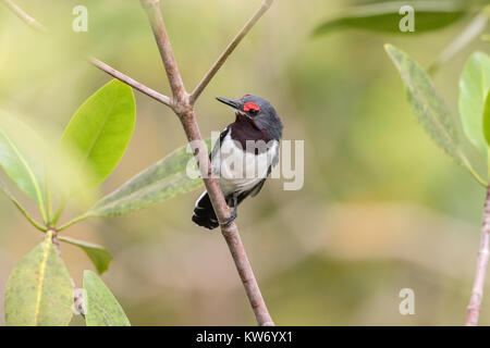 Gemeinsame wattle - Auge oder Brown-throated wattle - Auge Platysteira cyanea erwachsene Frau im Busch gehockt, Gambia Stockfoto