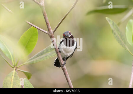 Gemeinsame wattle - Auge oder Brown-throated wattle - Auge Platysteira cyanea erwachsene Frau im Busch gehockt, Gambia Stockfoto