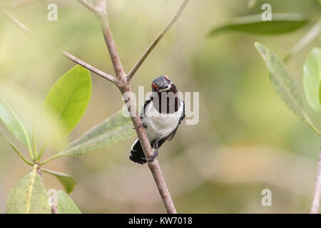 Gemeinsame wattle - Auge oder Brown-throated wattle - Auge Platysteira cyanea erwachsene Frau im Busch gehockt, Gambia Stockfoto