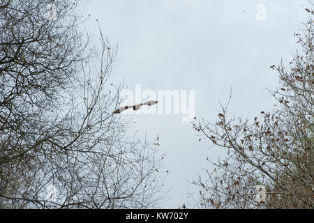 Waldkauz im Wald fliegen Stockfoto