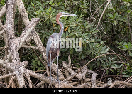 Goliath heron Ardea Goliath nach in Mangroven über Wasser, Gambia, Westafrika Stockfoto