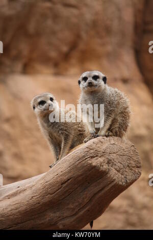Zwei Erdmännchen, sitzend auf einem Zweig in einem Zoo Stockfoto