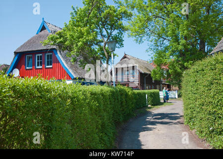 Strohgedeckte Häuser auf einem Weg, Wieck am Darss, Fischland, Mecklenburg-Vorpommern, Ostsee, Deutschland, Europa Stockfoto