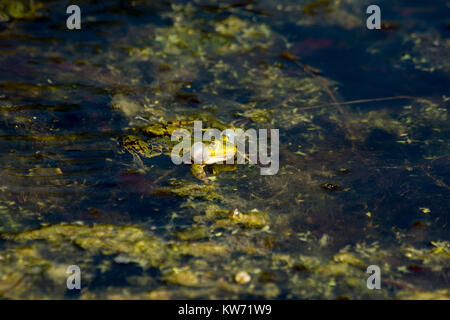 Wasserfrosch quaken in der Rietzer See (See Rietz), ist ein Naturschutzgebiet in der Nähe der Stadt Brandenburg im Nordosten Deutschlands mit zwei flachen Seen Stockfoto