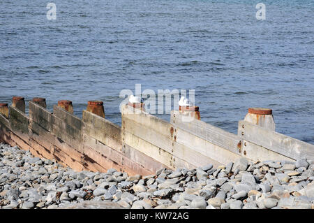 Zwei silberne Möwen sitzen auf groyne Beiträge in der Sonne. Aberaeron, Ceredigion. Stockfoto