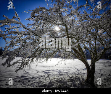 DE - Bayern: Szene im Winter in der Nähe von moralt Alm in Bad Tölz (HDR-Bild) Stockfoto