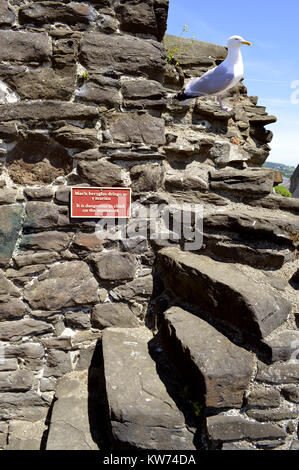 Möwe auf Conwy Wand im Norden von Wales Stockfoto