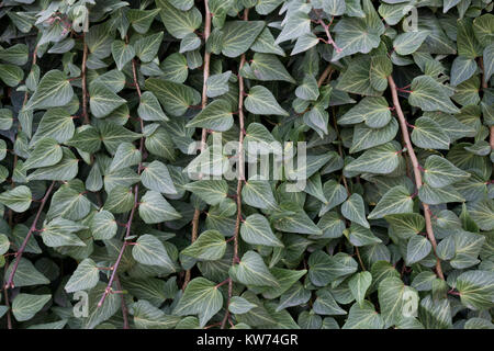 Efeu Pflanzen für die Außenwände von Garten auf Gebäuden verwendet. Sie sind auch gut für den Hintergrund. Stockfoto