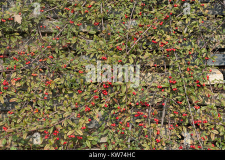 Efeu Pflanzen für die Außenwände von Garten auf Gebäuden verwendet. Sie sind auch gut für den Hintergrund. Stockfoto