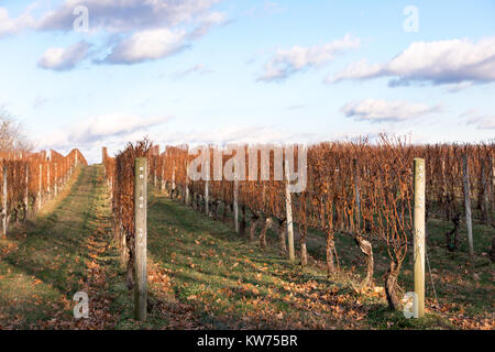 Weinberg in Long Island, NY Stockfoto