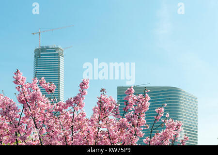 Istanbul, Türkei. eine Kirschblüte ist die Blume der mehrere Bäume der Gattung Prunus, insbesondere die Japanische Kirsche, Prunus Serrulata. Stockfoto