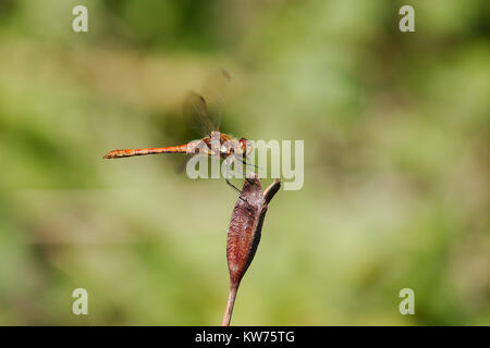Dragonfly Landung auf einer Pflanze, die Dragon Fly wird allgemein als Ruddy Darter bekannt. Stockfoto