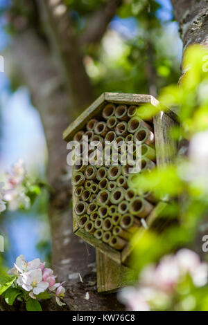 Insekten Unterschlupf in einem Apfelbaum in Blüte auf eine Zuteilung, Stroud, Großbritannien Stockfoto